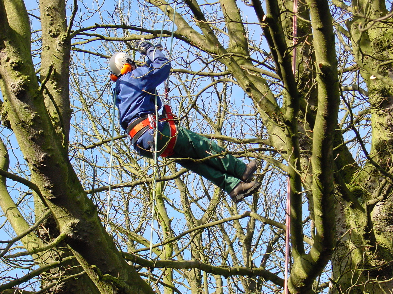 Boomverzorging in een aangelegde tuin